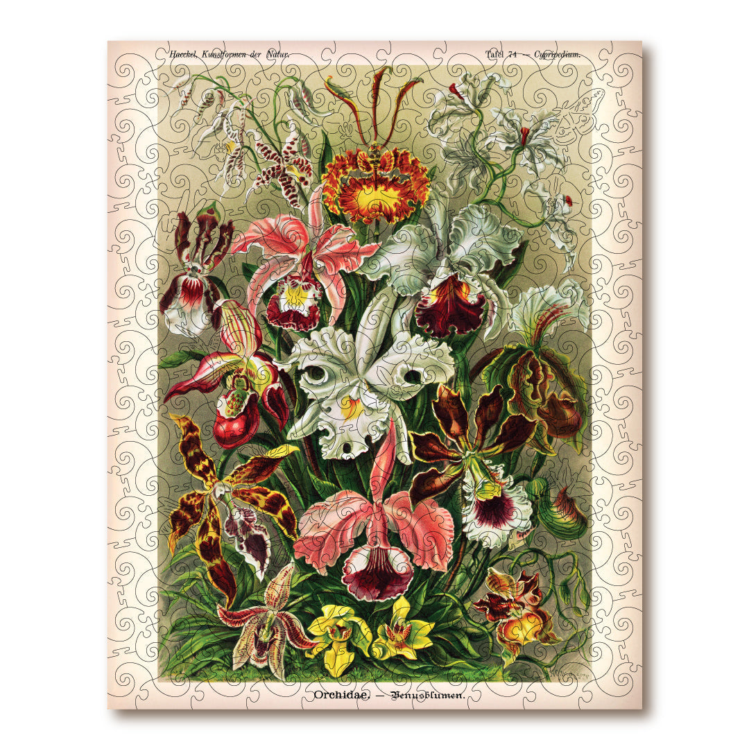 Orchids