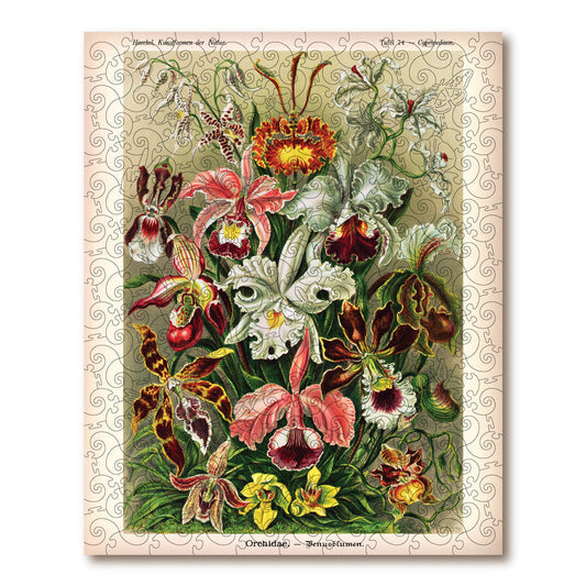 Orchids