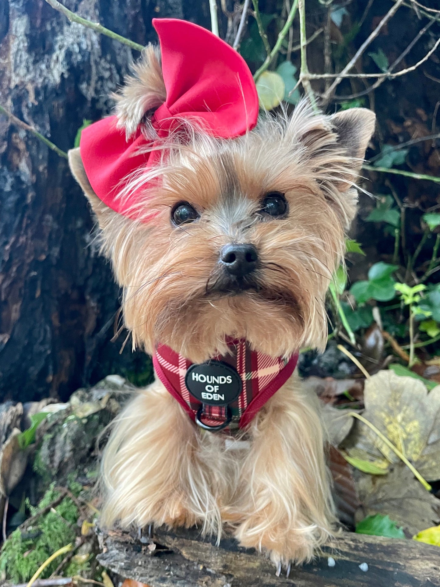 Tartan MeĀ Up - Red & Cream Tartan Design Dog Harness