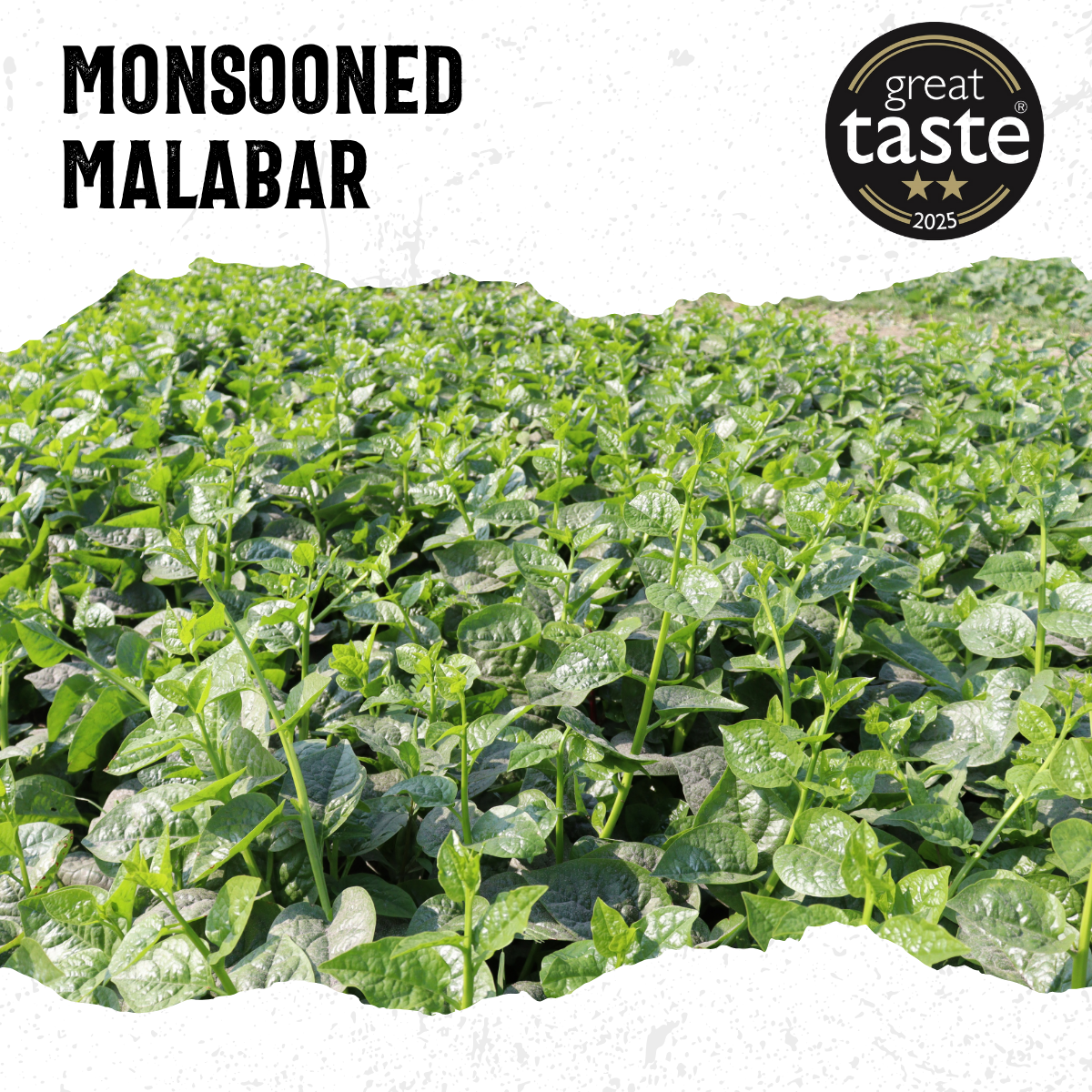 Monsooned Malabar Medium Roast
