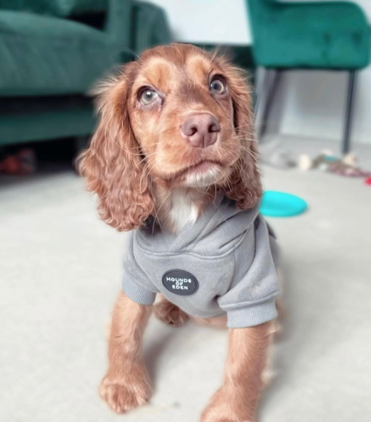 Dog Hoodie - Light Pink
