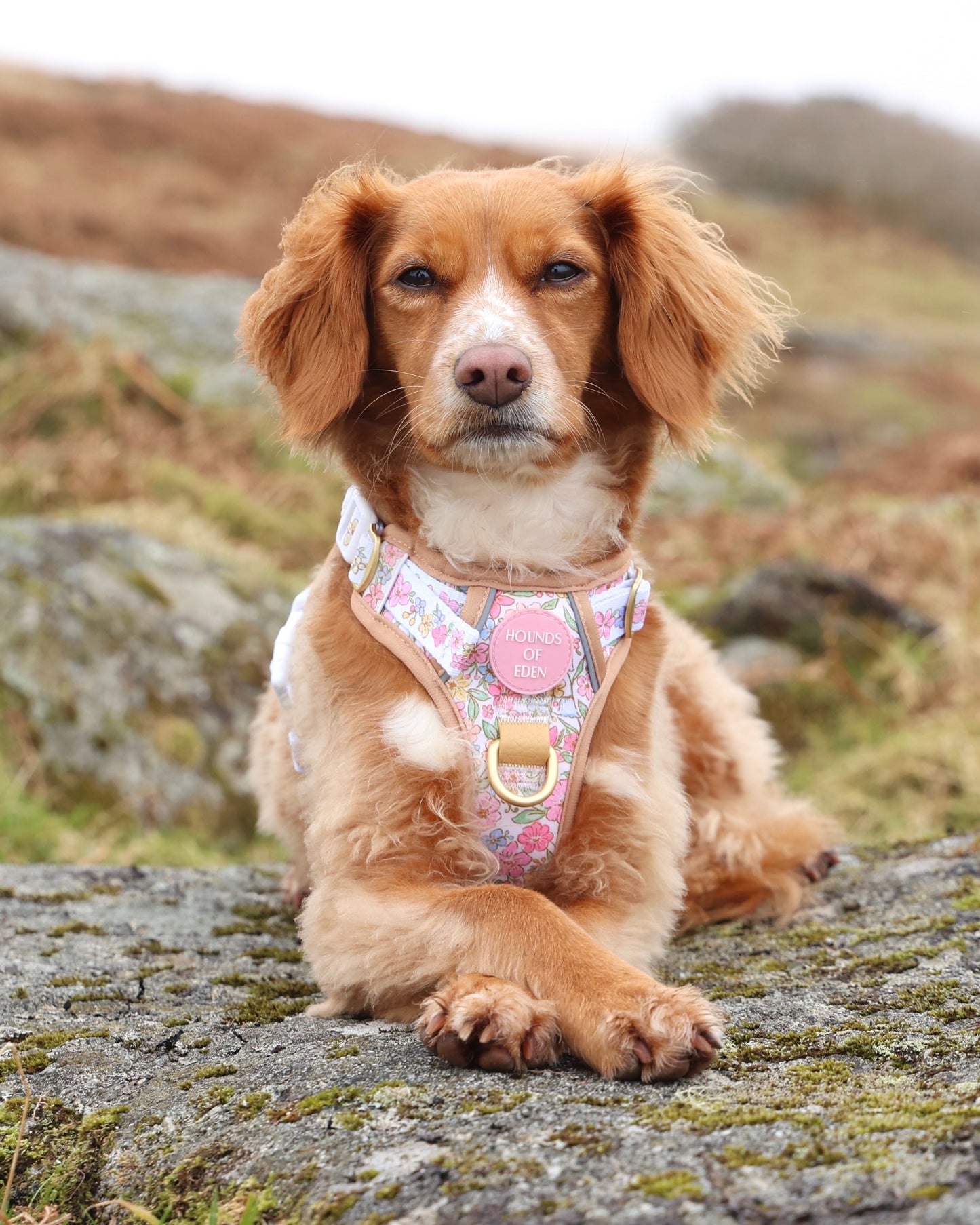 Pastel Petals - Supaw Strong™ Dog Harness (XS-XL)