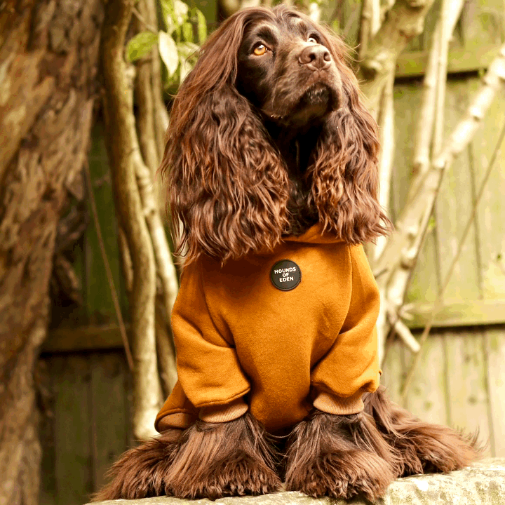 Dog Hoodie - Light Pink