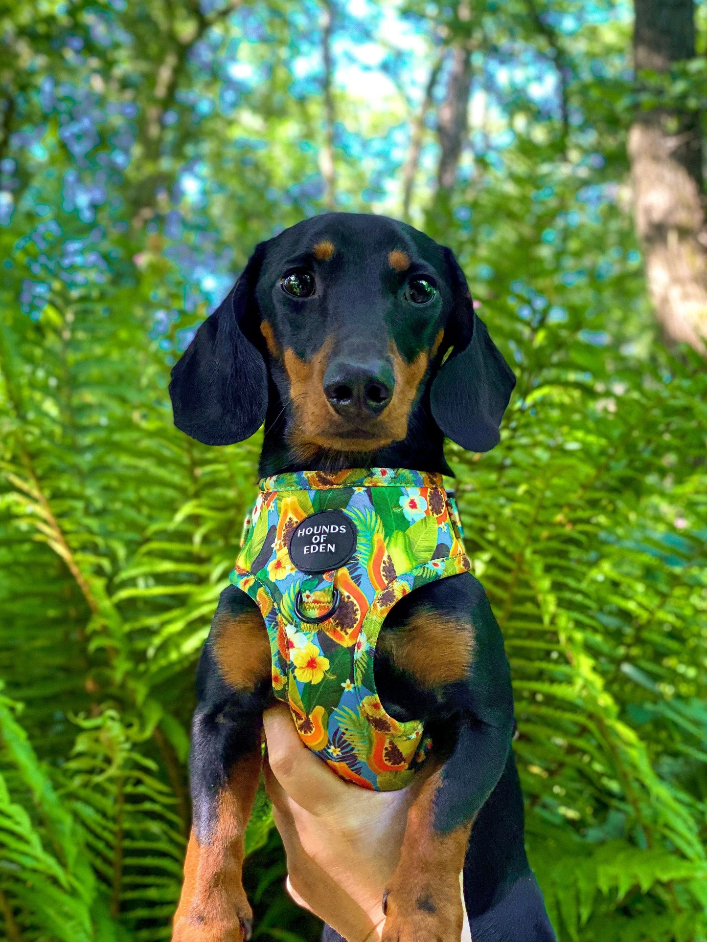 Pupaya Design Dog Harness