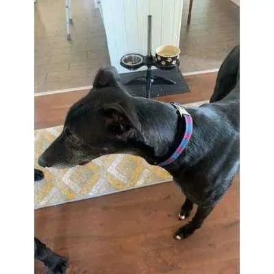 Chic Canine Couture Lead-4