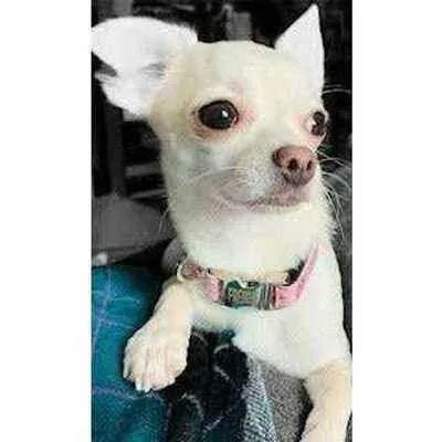 Finnigan's Dash Designer Dog Lead - Elegance Redefined-4