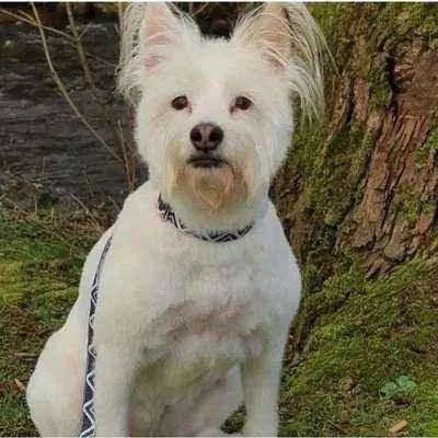 Finnigan’s Durable Designer Dog Lead No.17m - mezetto