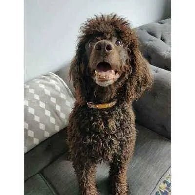 Finnigan's Elysium Dog Lead - mezetto