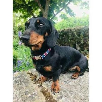 Finnigan's Fabulous Designer Dog Leads-4