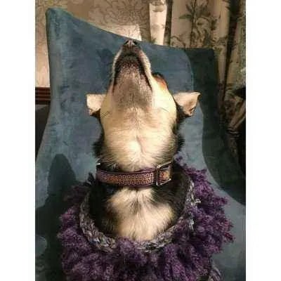 Finnigan's Luxe Chic Cotton Dog Lead-4