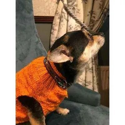 Finnigan's Regal Dog Lead - mezetto