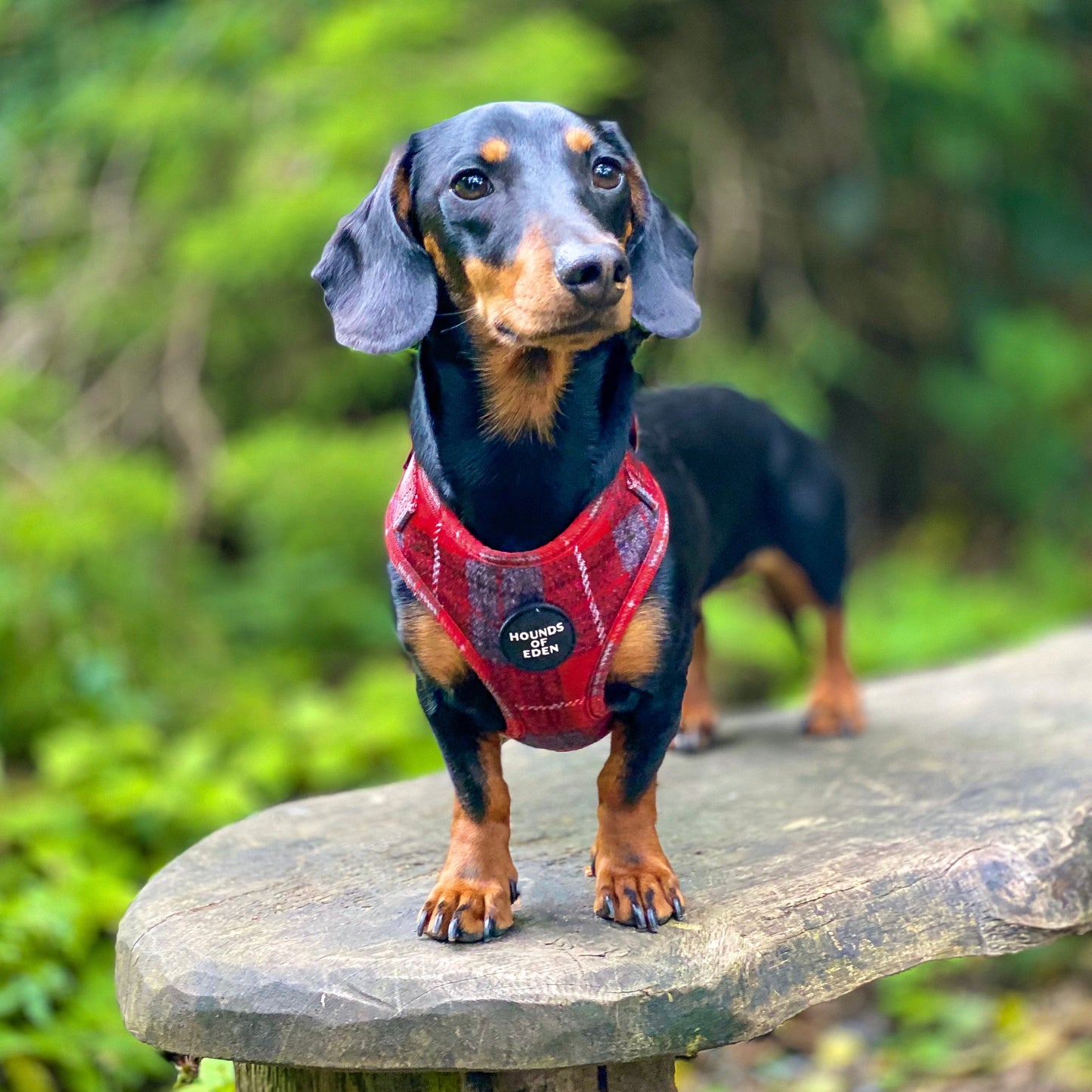 'Sammi' - Red & Grey Check Dog Harness