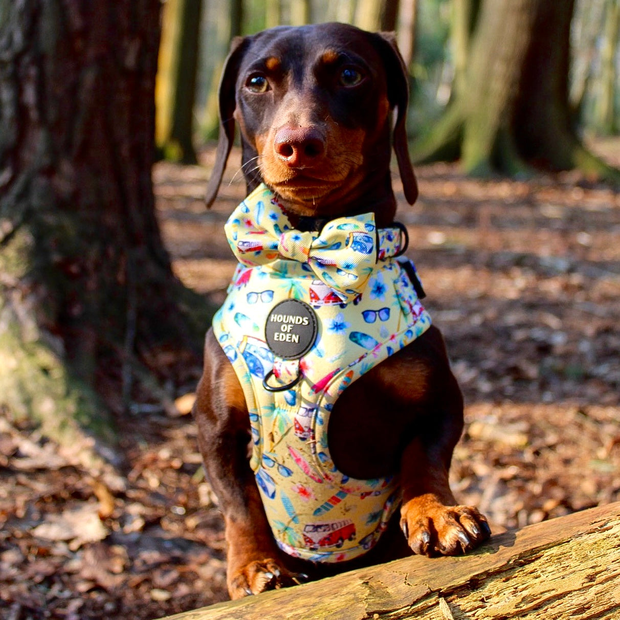 Surf's Up! - Dog Collar