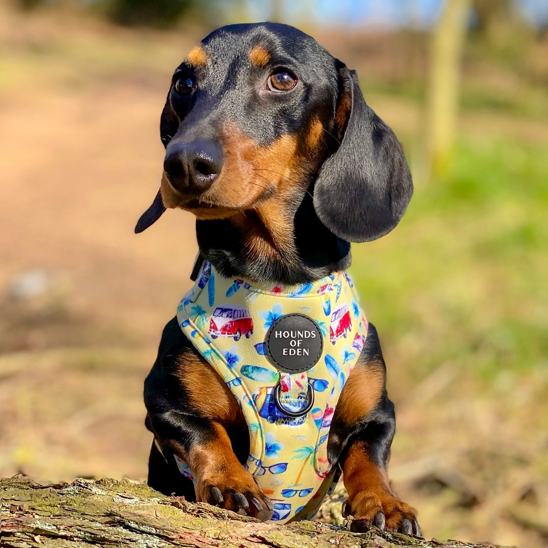 Surf's Up! - Dog Collar