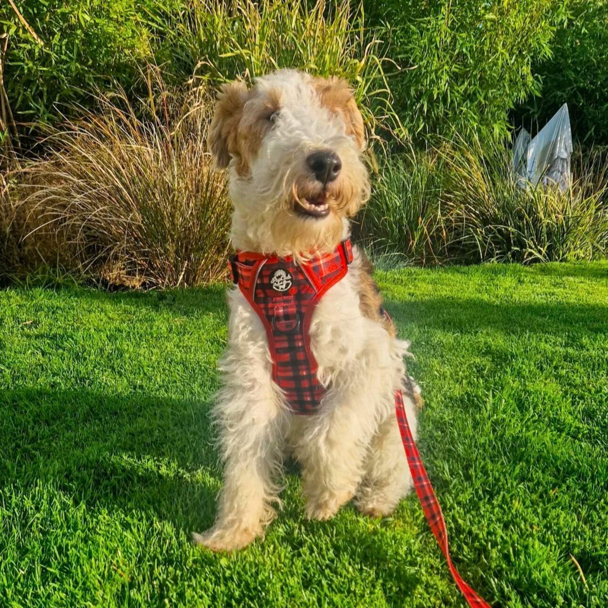 Lead - Red Tartan - mezetto PupClub Couture PupClub Couture