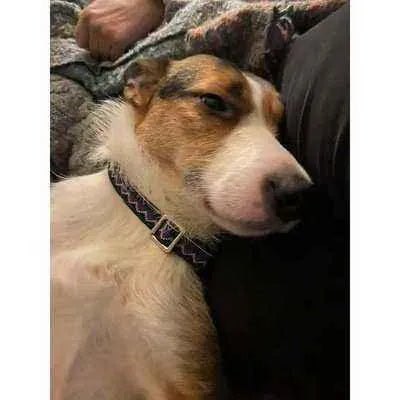 Pawfect Pup Personalised Cotton Collar-4