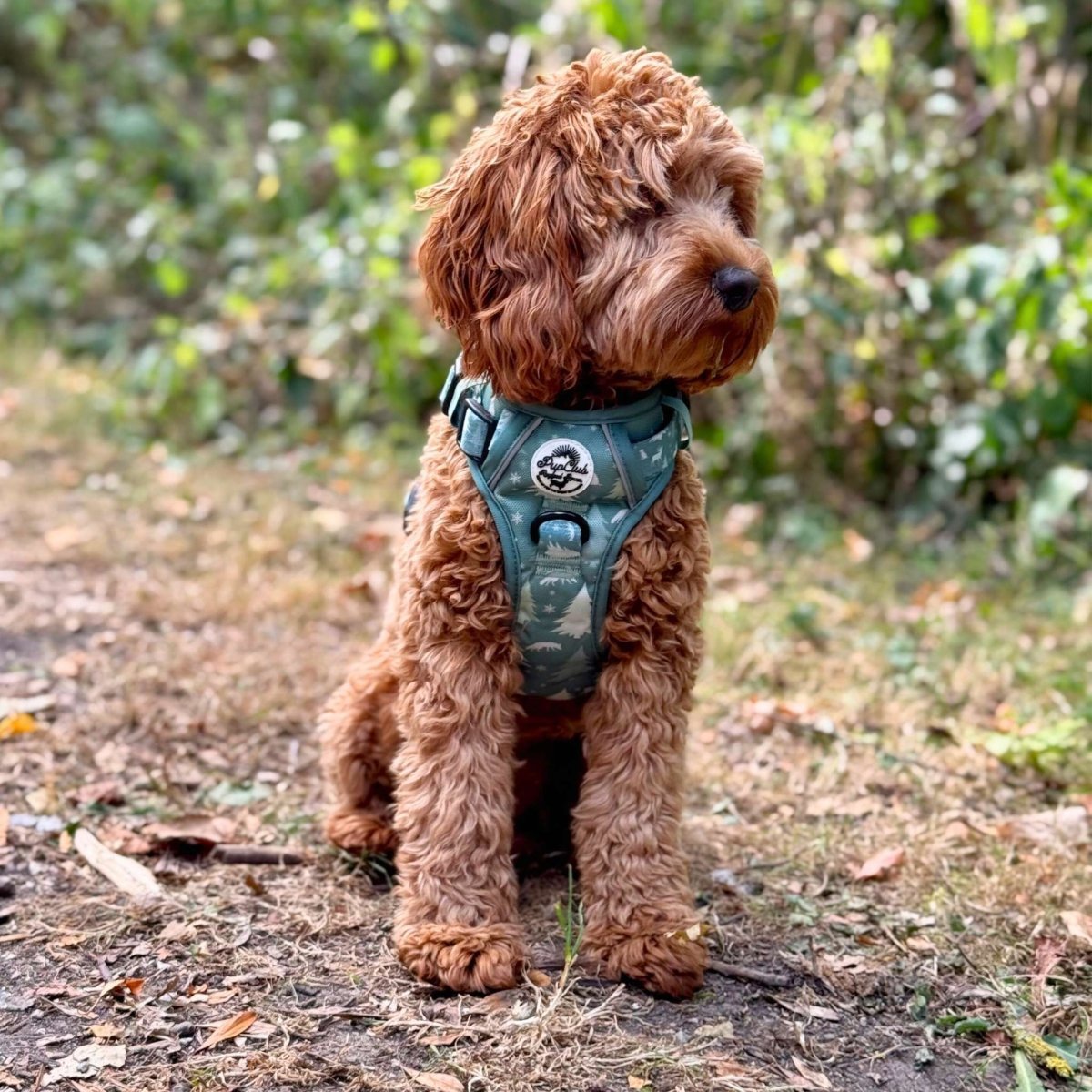 Rugged Rover™ Harness - Evergreen Trails - mezetto PupClub Couture PupClub Couture
