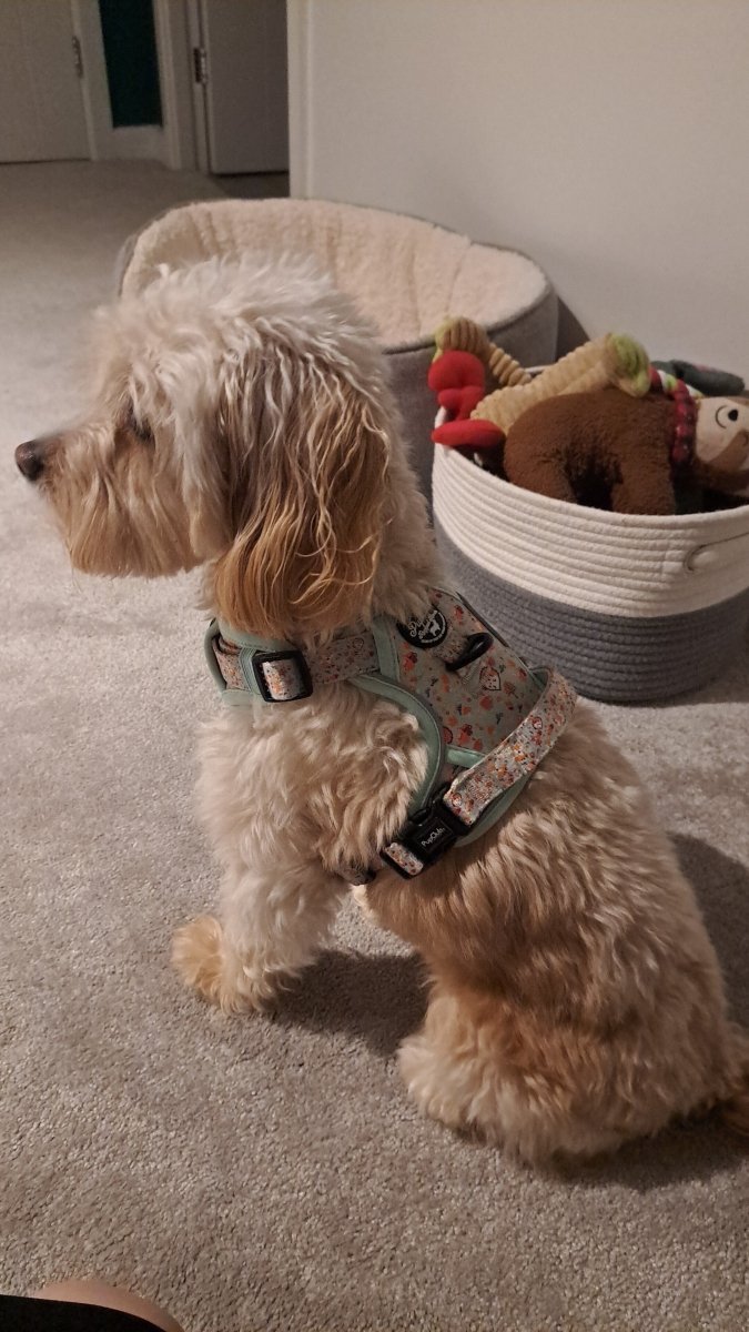 Rugged Rover™ Harness - Woodland Friends - mezetto PupClub Couture PupClub Couture