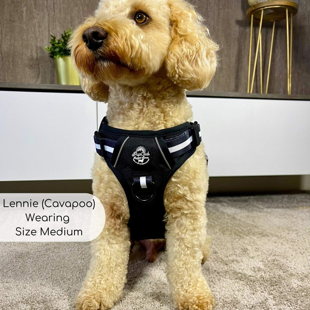 Rugged Rover™ Harness - Midnight Black