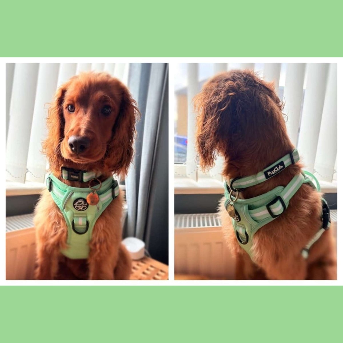 Rugged Rover™ Harness - Pastel Mint Green