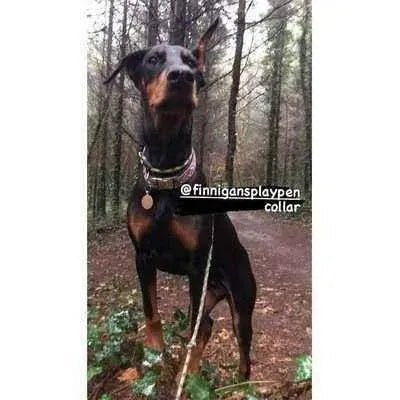 "The Kaya" Designer Dog Collar Set - mezetto