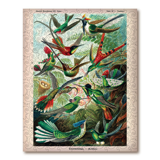 Hummingbirds (Trochilidae)