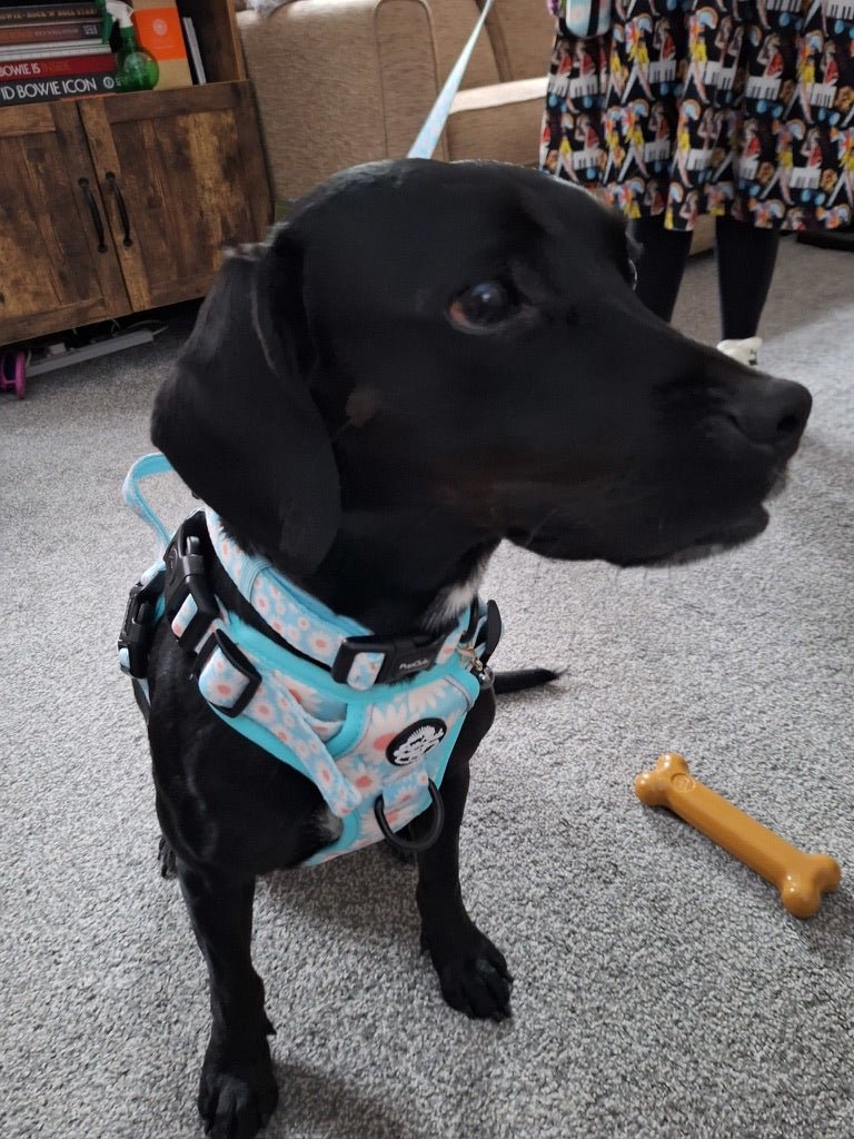 Rugged Rover™ Harness - Pastel Daisy