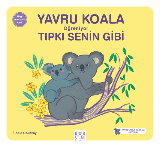 Yavru Koala Öğreniyor Senin Gibi