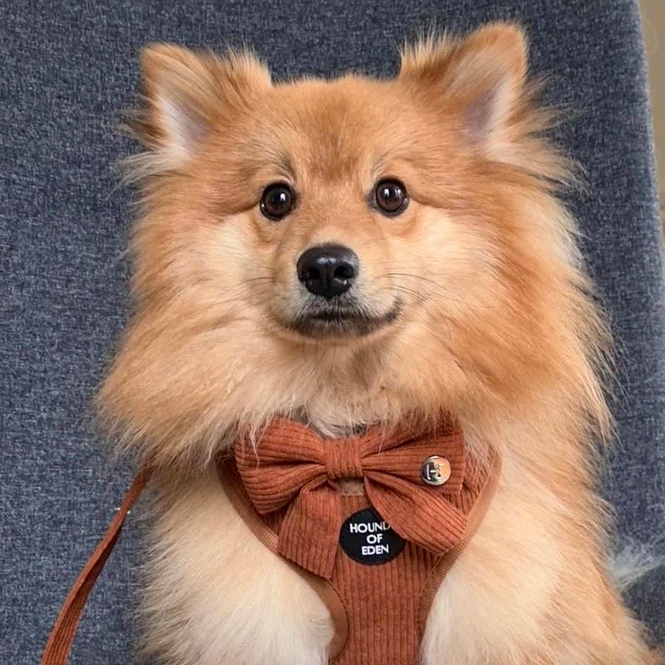 Choca Mocha - Brown Corduroy Harness