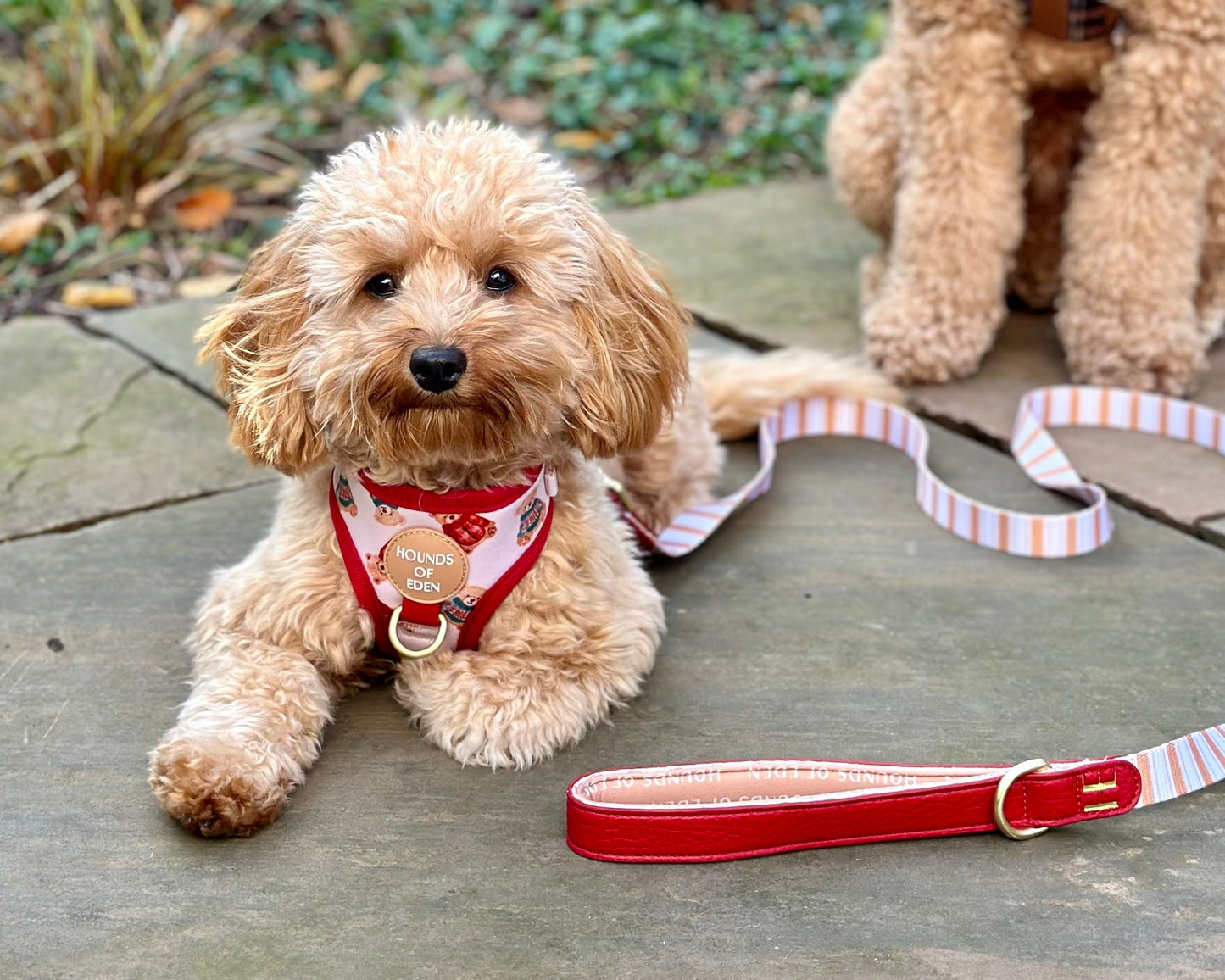 Harrold + Hattie Bears Dog Harness (XXS-XS)