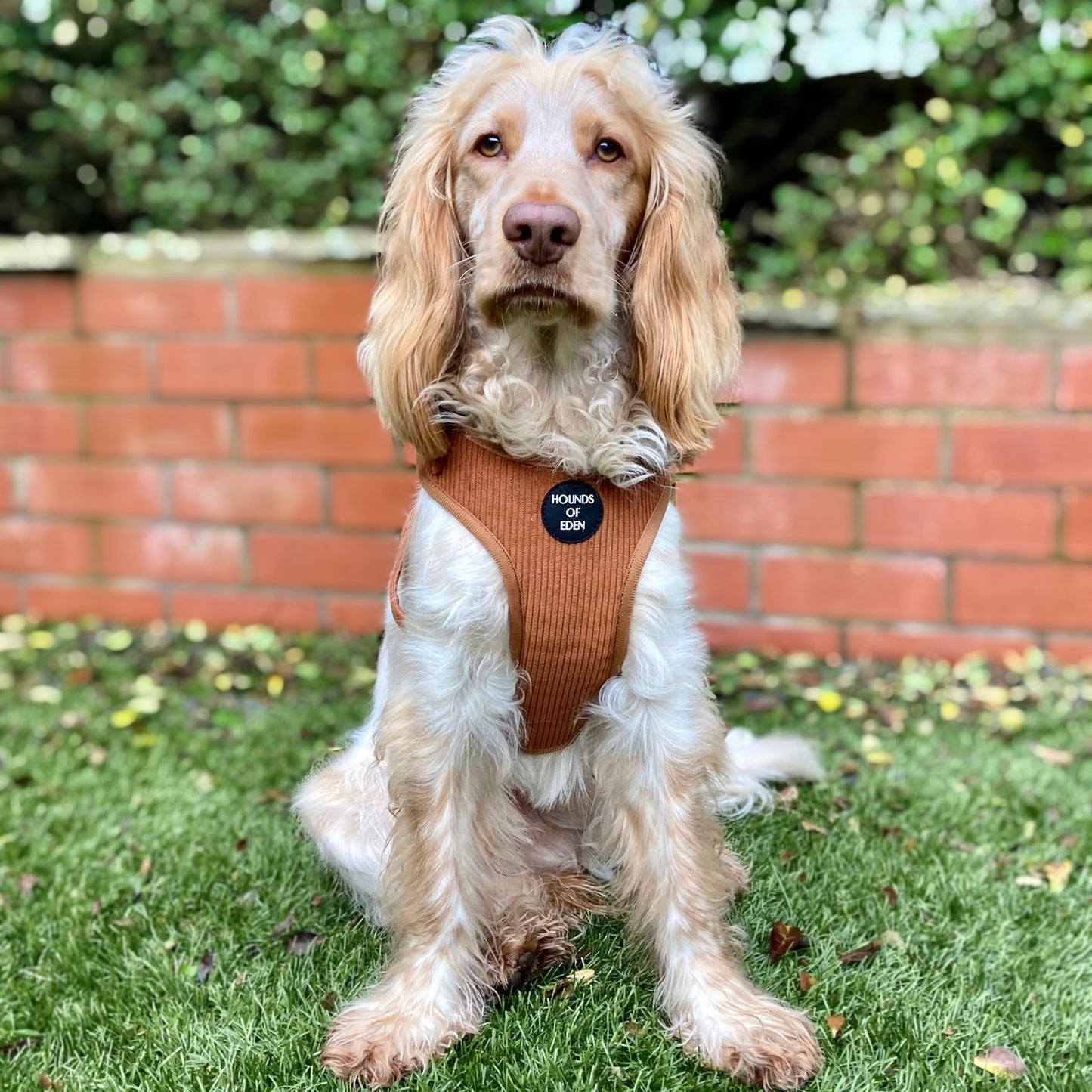 Choca Mocha - Brown Corduroy Harness