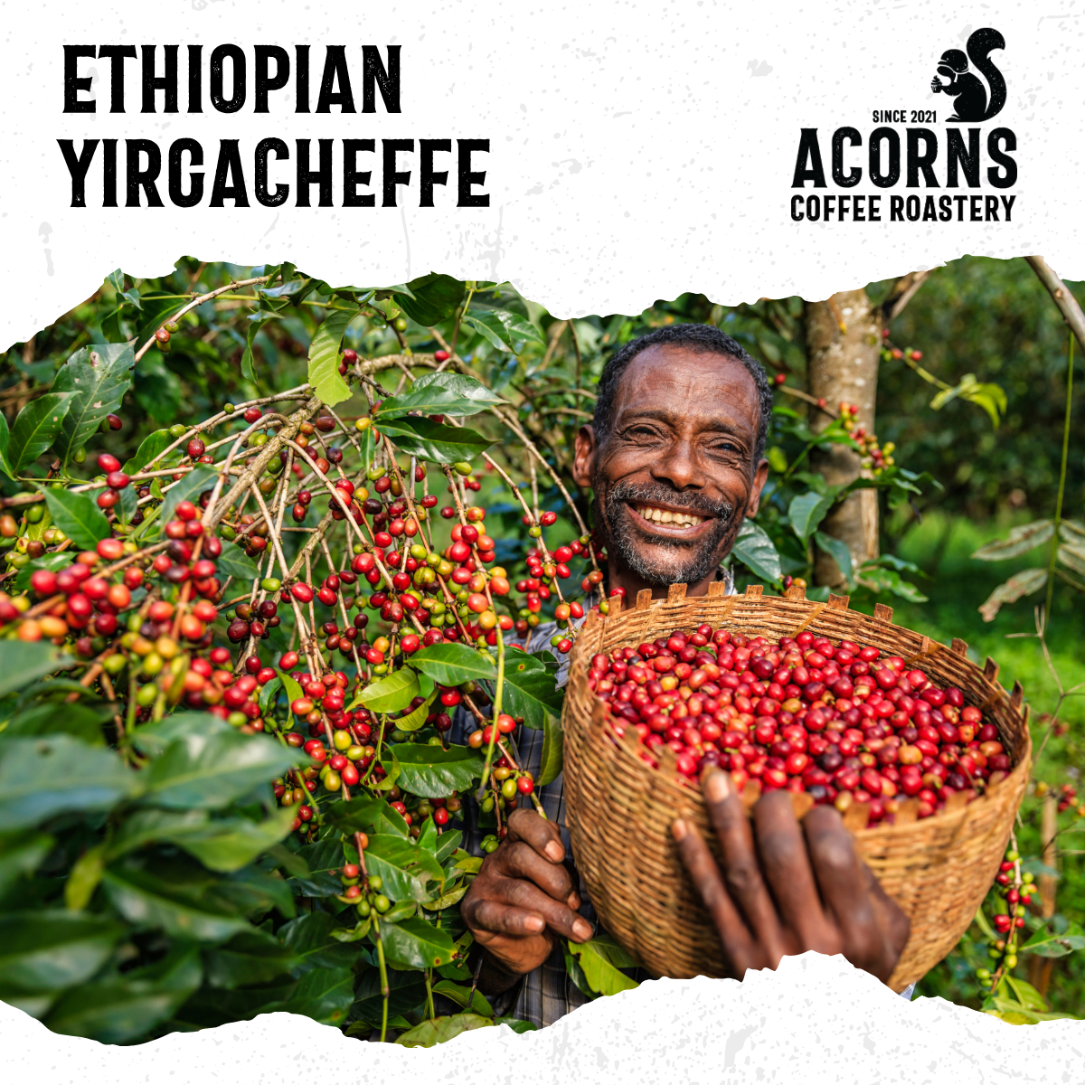 Ethiopian Yirgacheffe Medium Roast