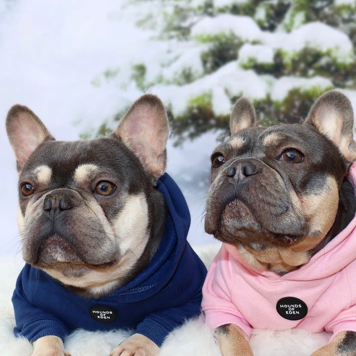 Dog Hoodie - Light Pink