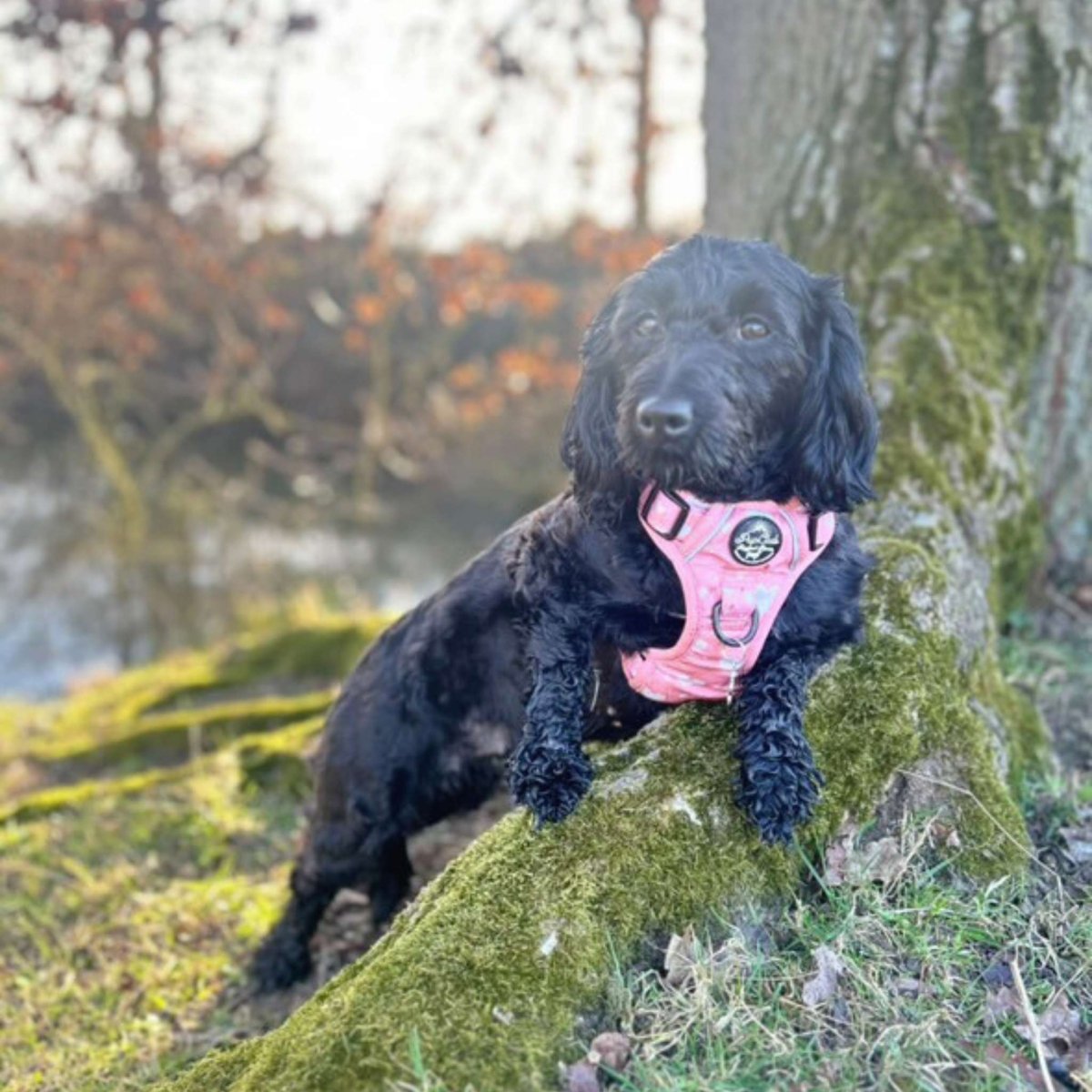 Rugged Rover™ Harness - Peachy Hearts