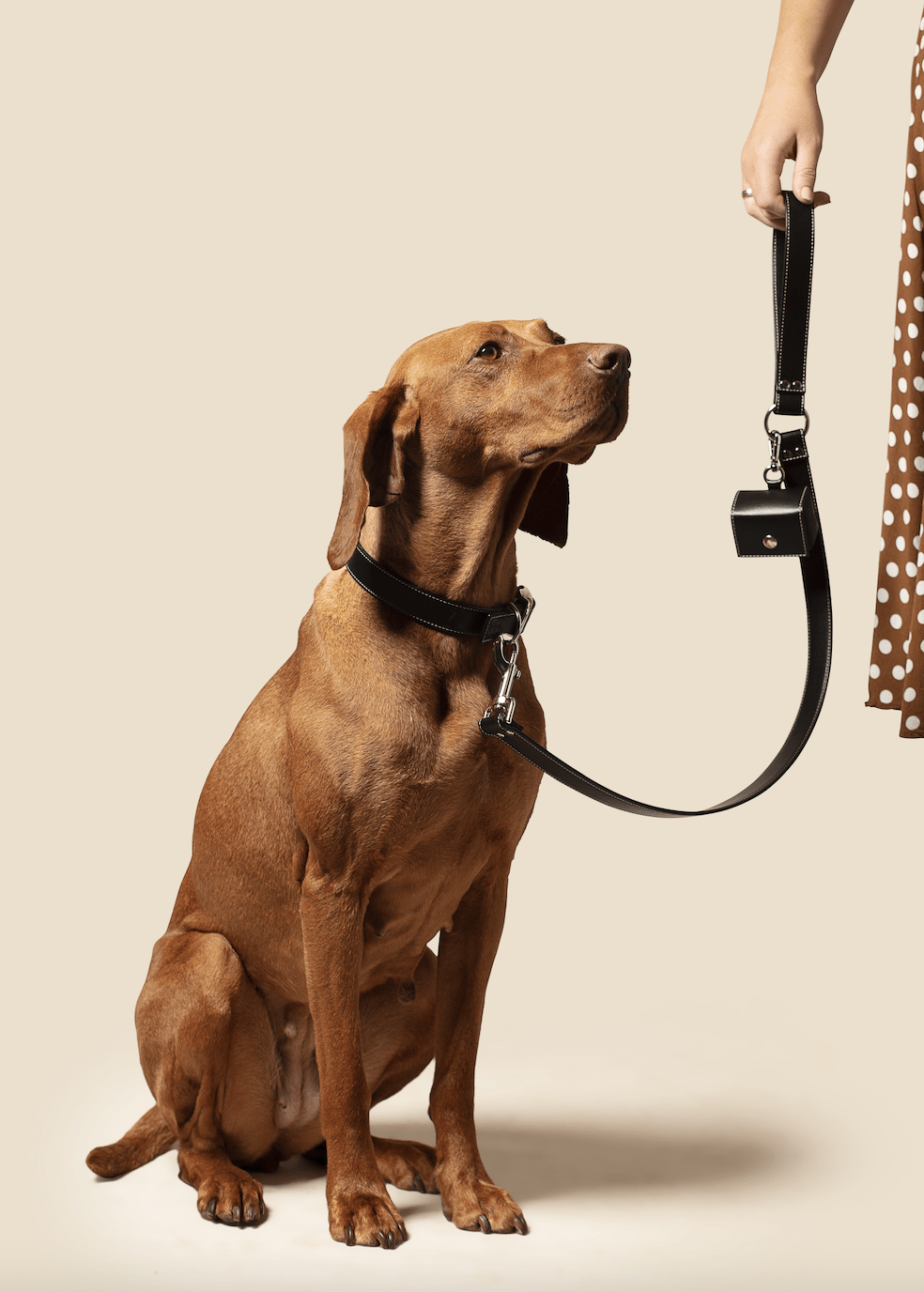 Classic black vegan apple leather dog collar - mezetto