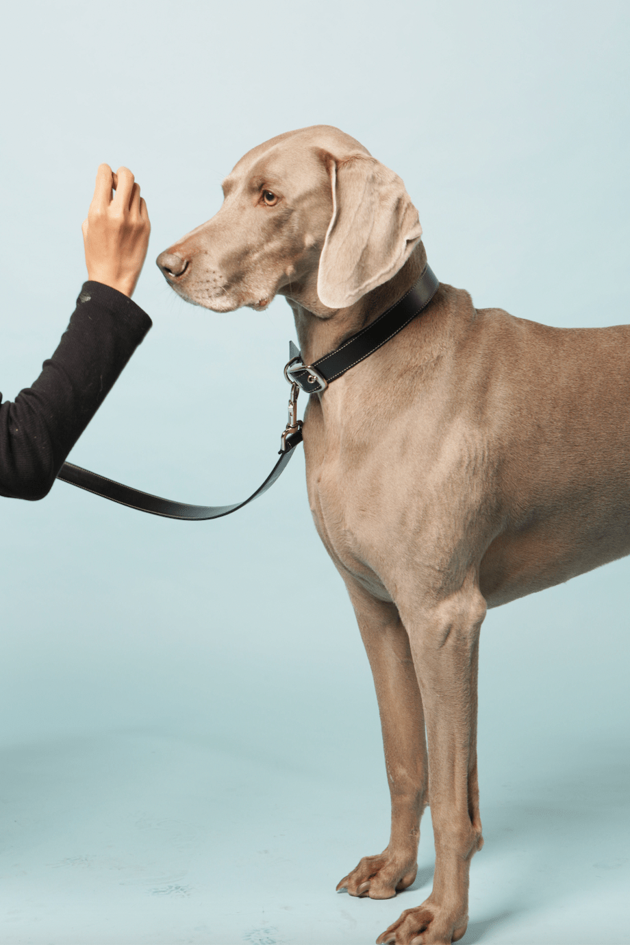 Classic black vegan apple leather dog collar - mezetto