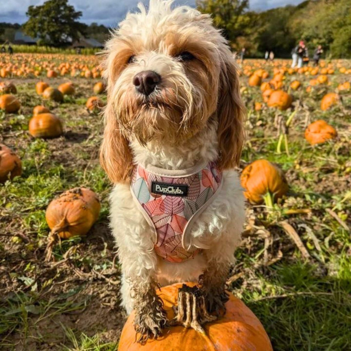 Adjustable Harness - Autumn Breeze - mezetto PupClub Couture PupClub Couture