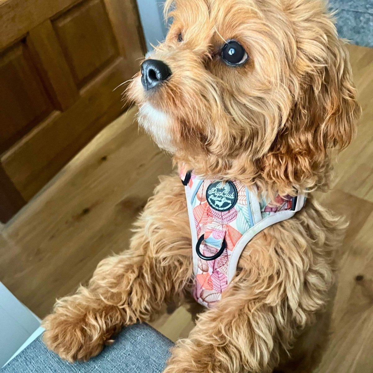 Adjustable Harness - Autumn Breeze - mezetto PupClub Couture PupClub Couture