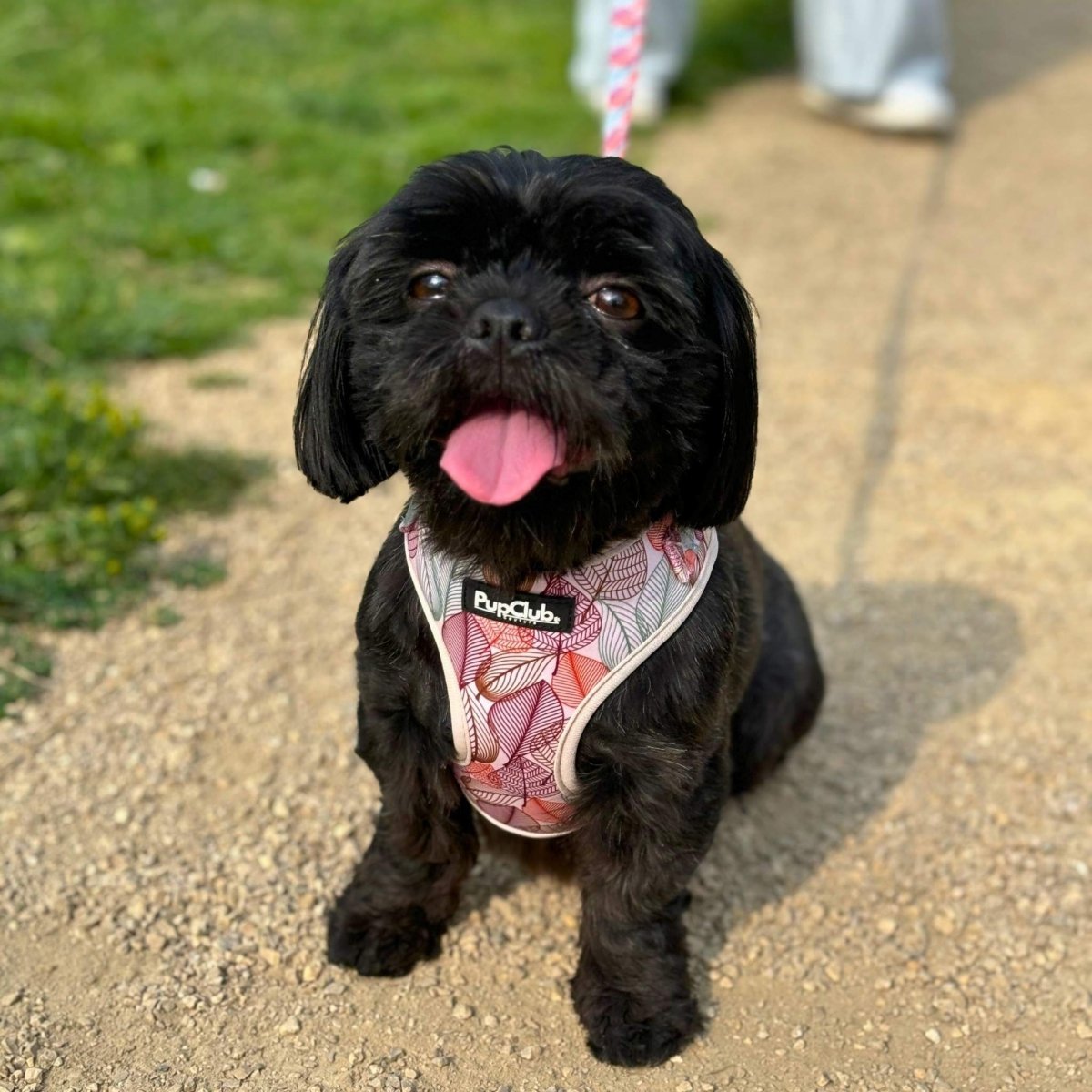 Adjustable Harness - Autumn Breeze - mezetto PupClub Couture PupClub Couture