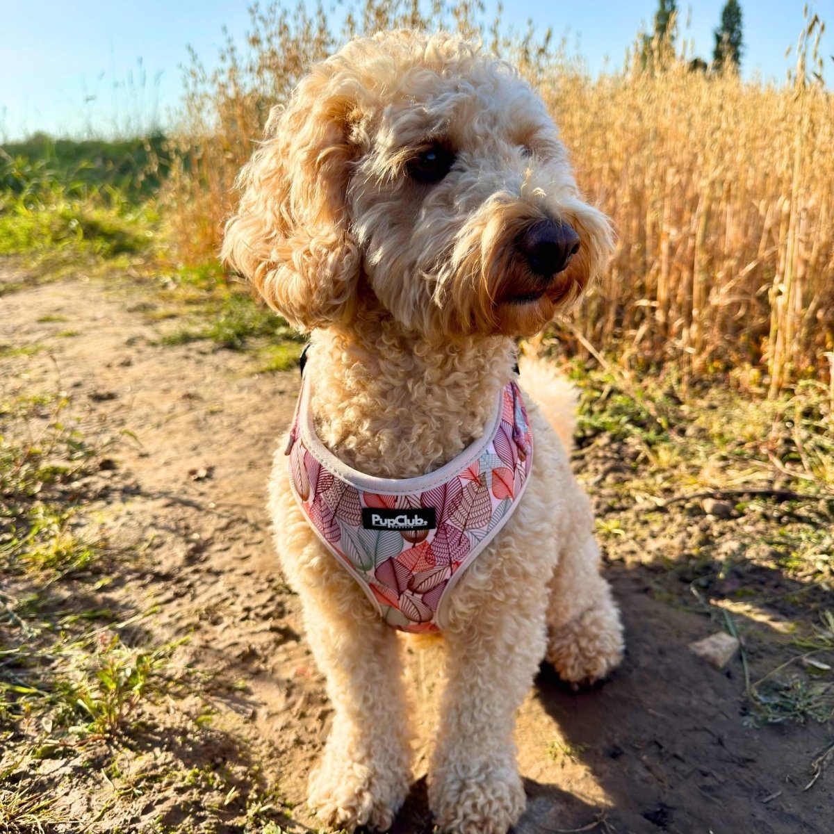 Adjustable Harness - Autumn Breeze - mezetto PupClub Couture PupClub Couture