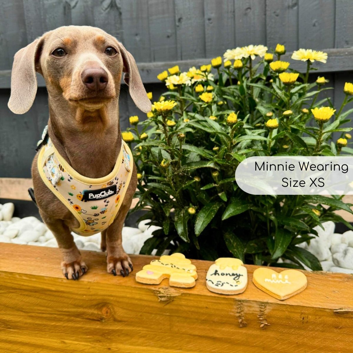 Adjustable Harness - Bee - utiful Summer - mezetto PupClub Couture PupClub Couture