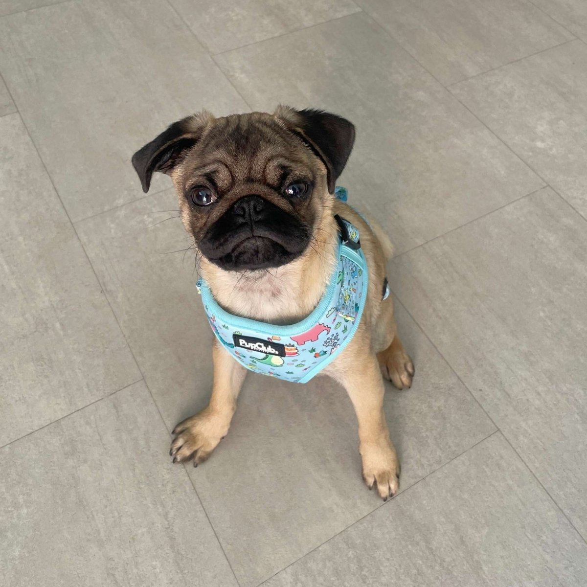 Adjustable Harness - Jurassic Party - mezetto PupClub Couture PupClub Couture