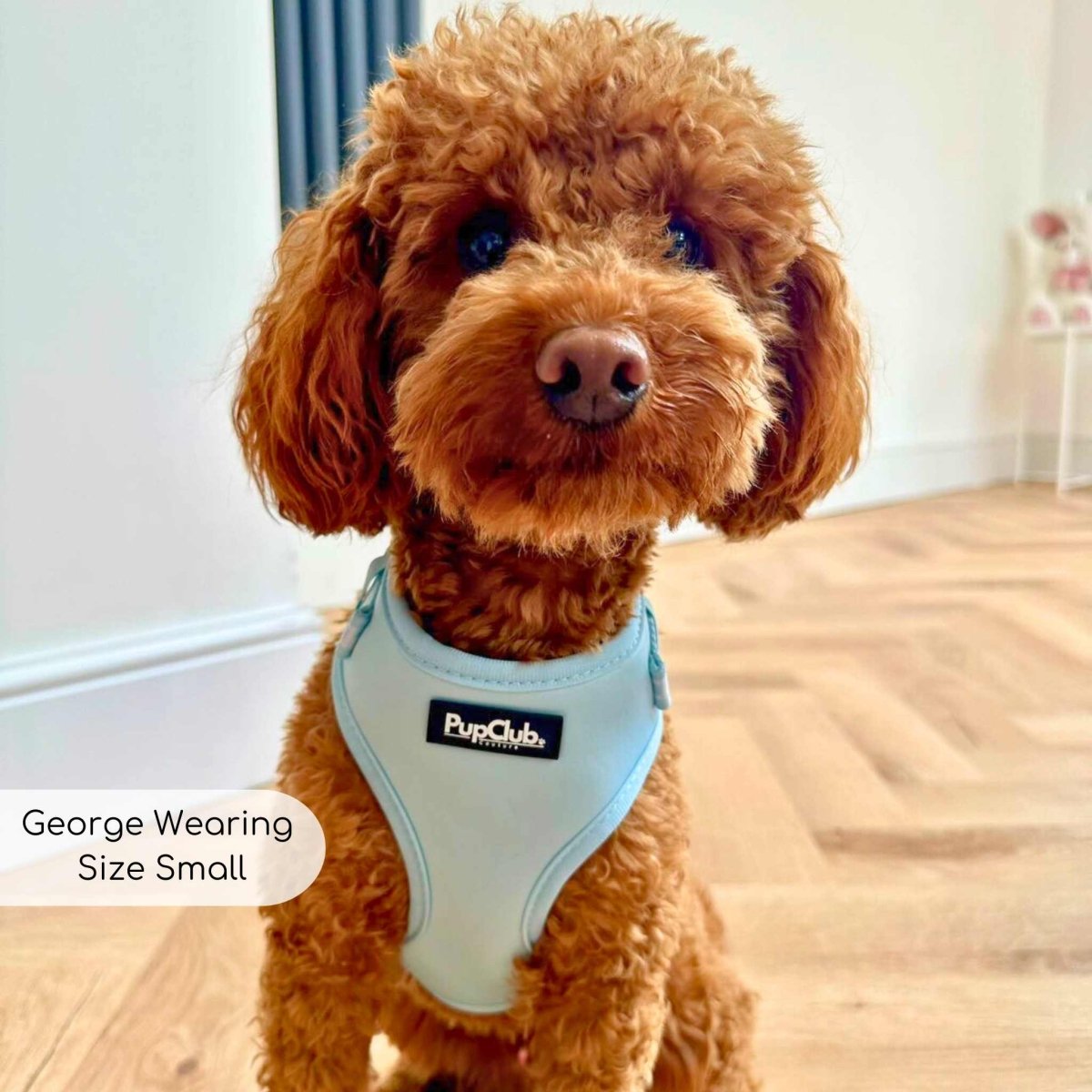 Adjustable Harness - Pastel Blue - mezetto PupClub Couture PupClub Couture