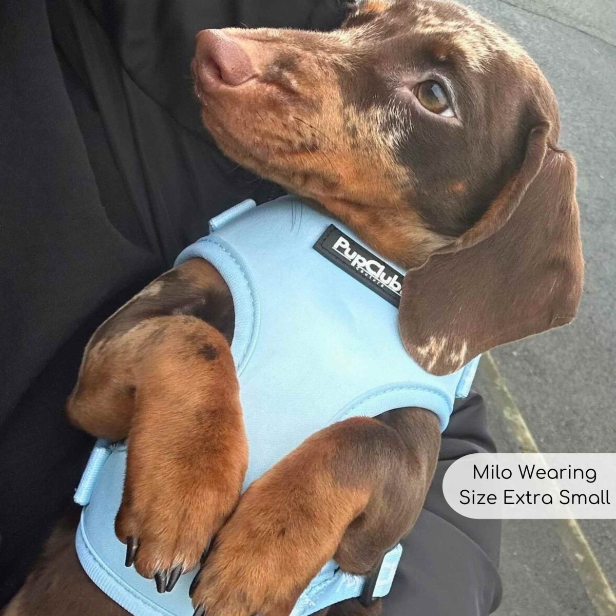 Adjustable Harness - Pastel Blue - mezetto PupClub Couture PupClub Couture