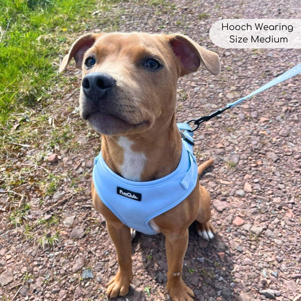 Adjustable Harness - Pastel Blue - mezetto PupClub Couture PupClub Couture