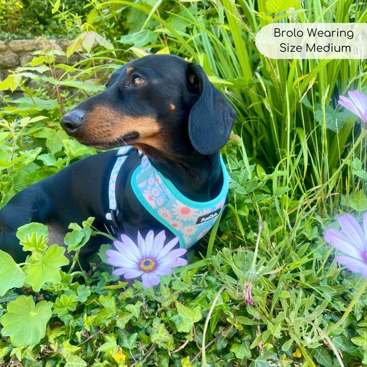 Adjustable Harness - Pastel Daisy - mezetto PupClub Couture PupClub Couture