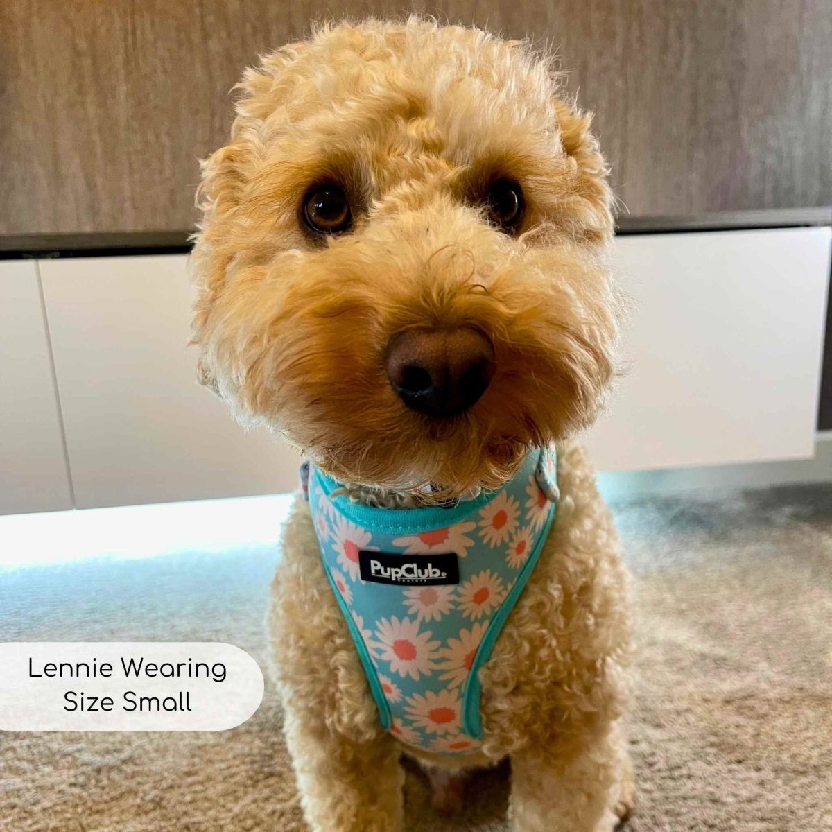 Adjustable Harness - Pastel Daisy - mezetto PupClub Couture PupClub Couture