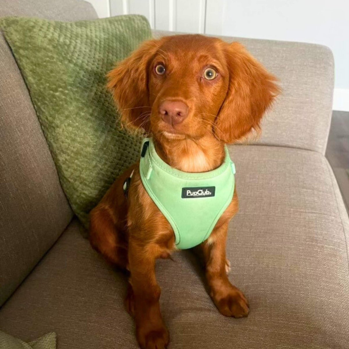 Adjustable Harness - Pastel Mint Green - mezetto PupClub Couture PupClub Couture