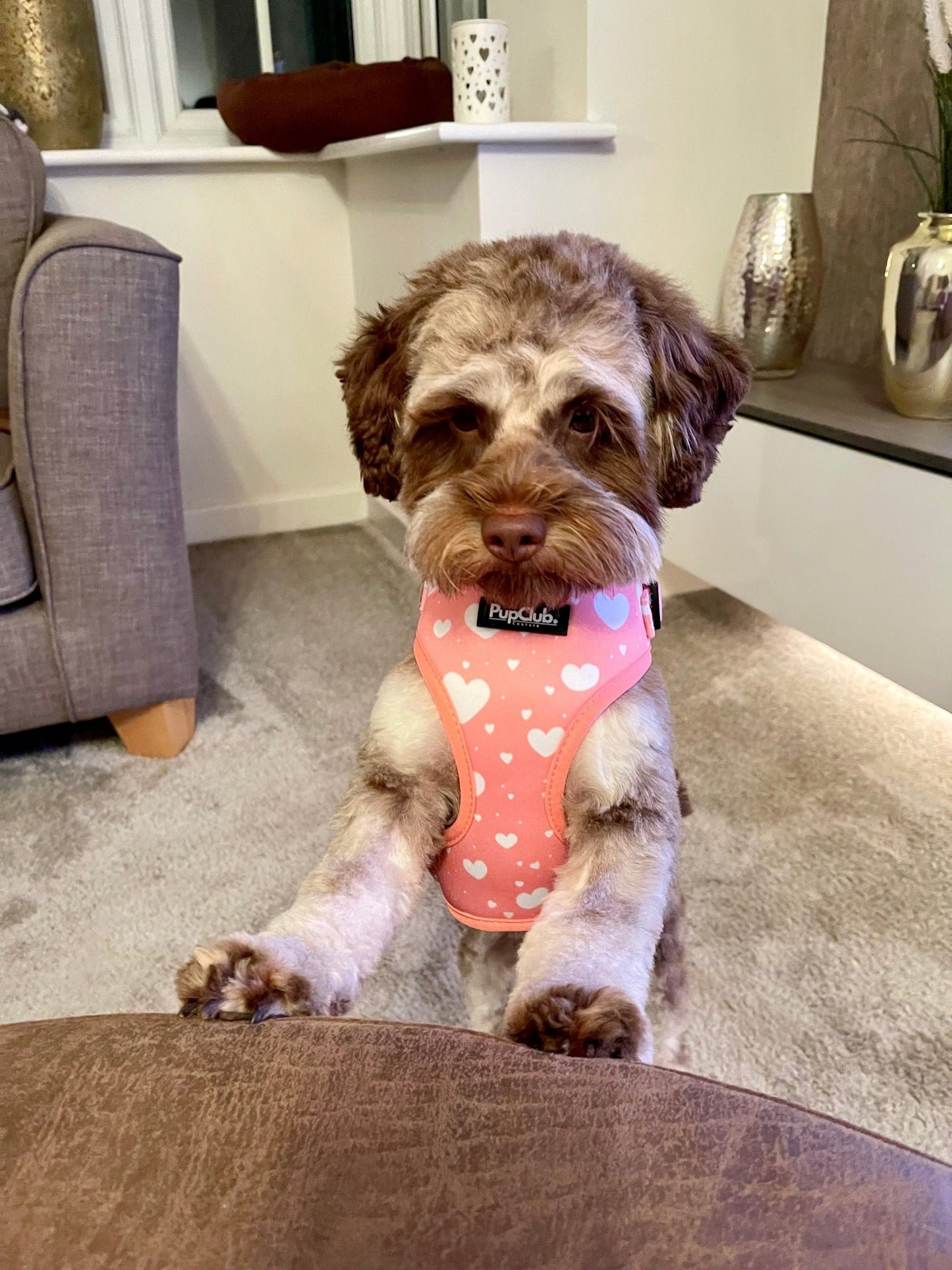 Adjustable Harness - Peachy Hearts - mezetto PupClub Couture PupClub Couture