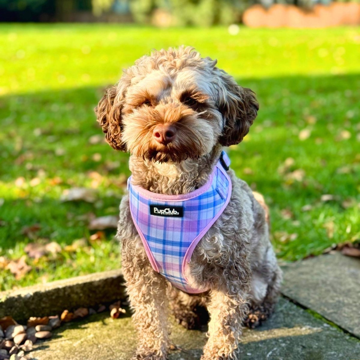 Adjustable Harness - Pink Tartan - mezetto PupClub Couture PupClub Couture